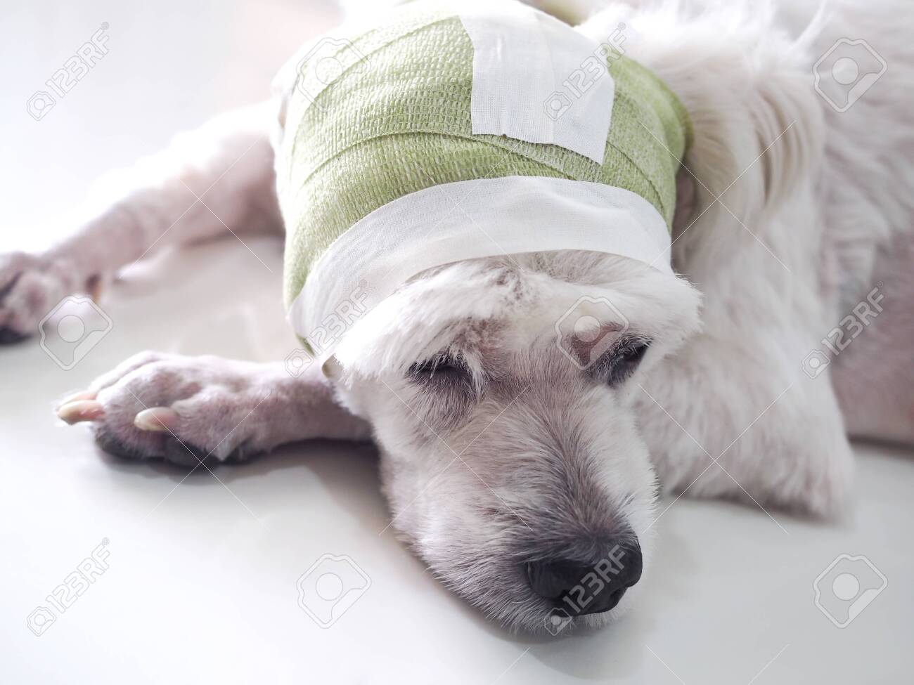dog head bandage