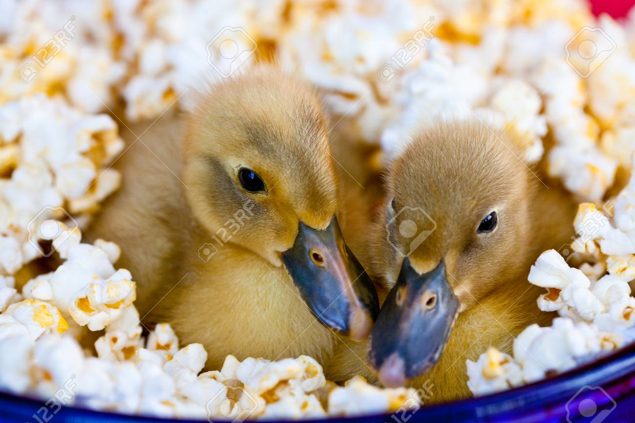 Two Cute Baby Ducklings Nestled In A Blue Bowl Of Popcorn Stock