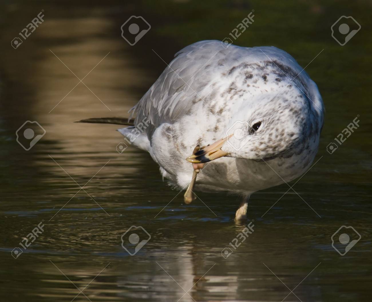 etiam-dictum-ipsum-a-felis