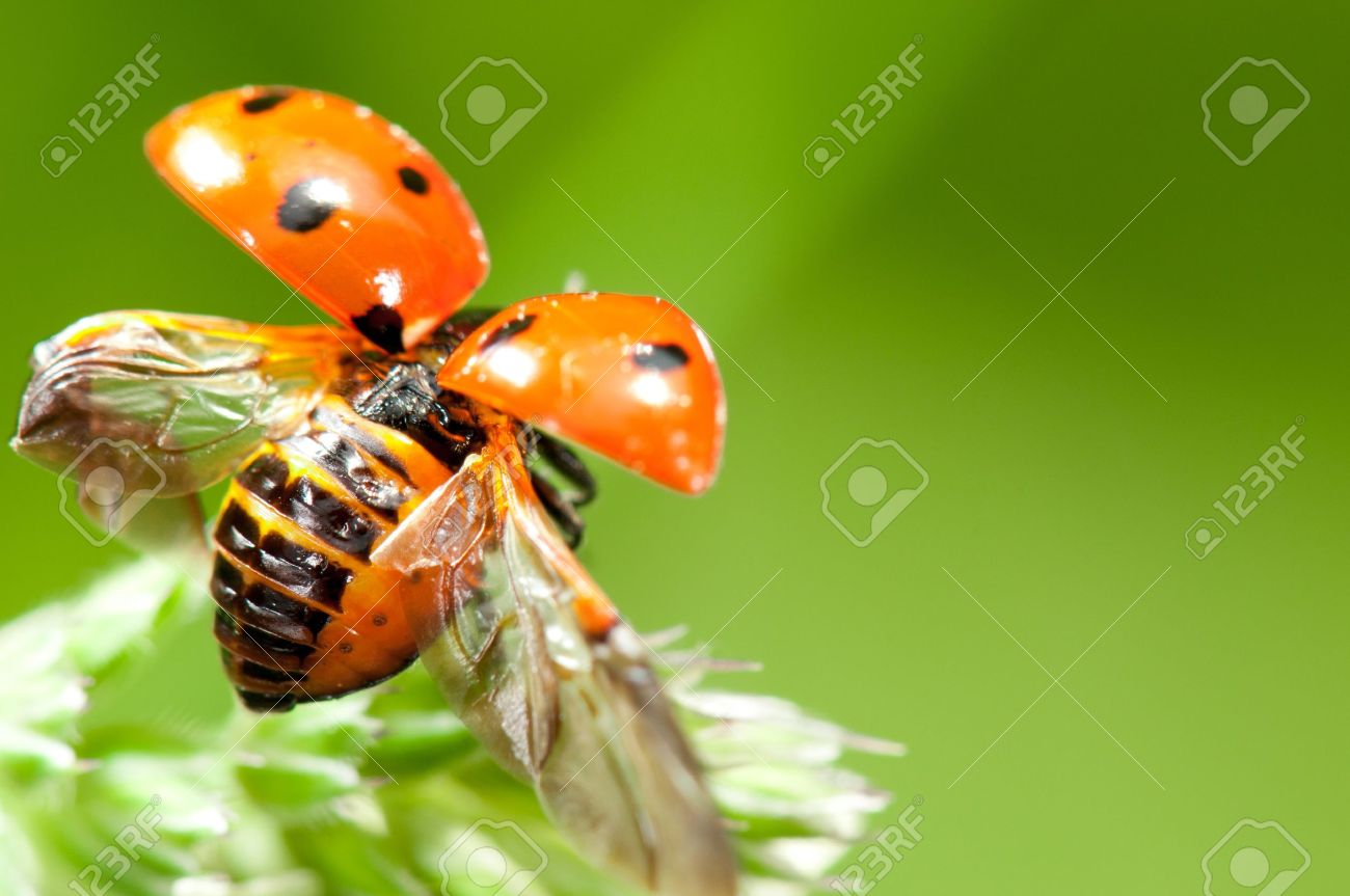 Red little ladybird flying away from fresh green grass - 9188061 Red little ladybird flying away from fresh green grass - 9188061