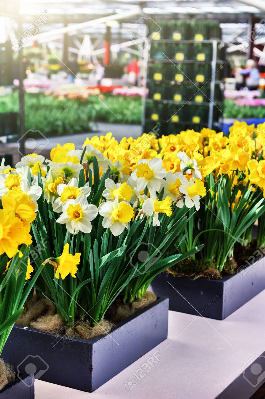 春の花 植木鉢で白と黄色の水仙 の写真素材 画像素材 Image