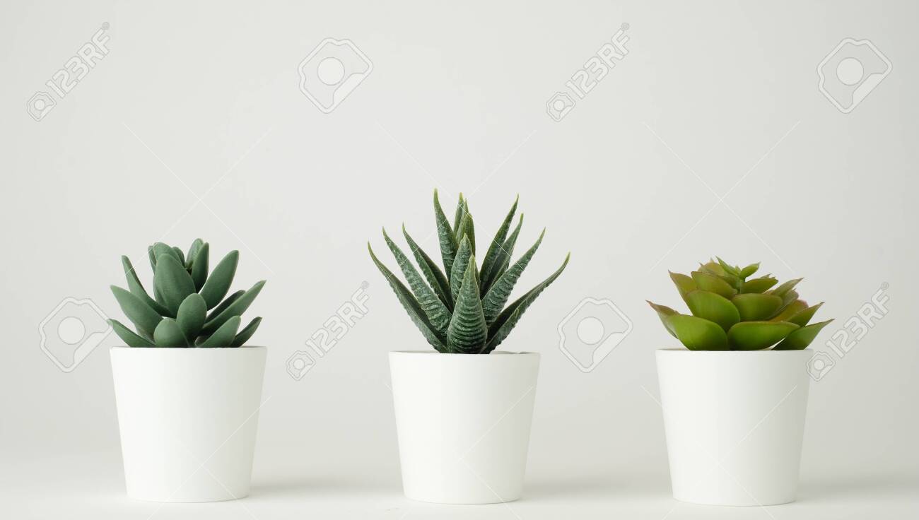 Download Minimal Plant Pot For Decoration And Mock Up Decorative Cactus Stock Photo Picture And Royalty Free Image Image 153252491