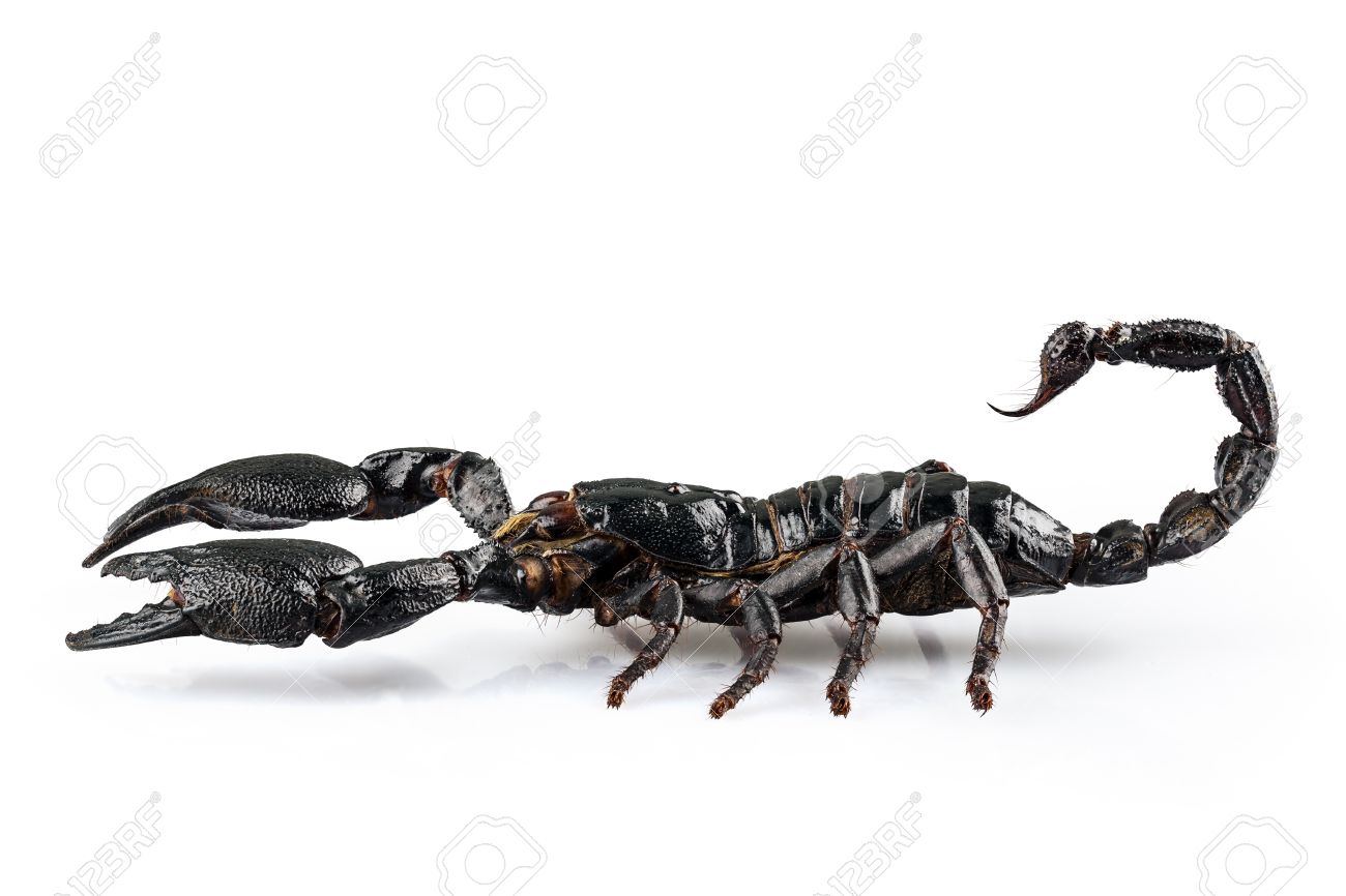 白い背景で隔離のインドネシアのジャワ島から黒い蠍座種 Heterometrus Cyaneus の写真素材 画像素材 Image
