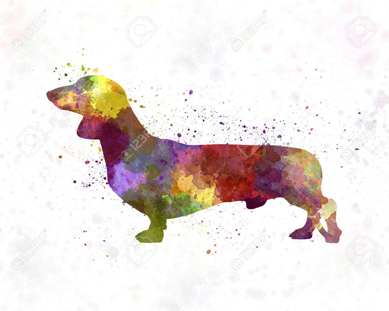 dachshund watercolor painting