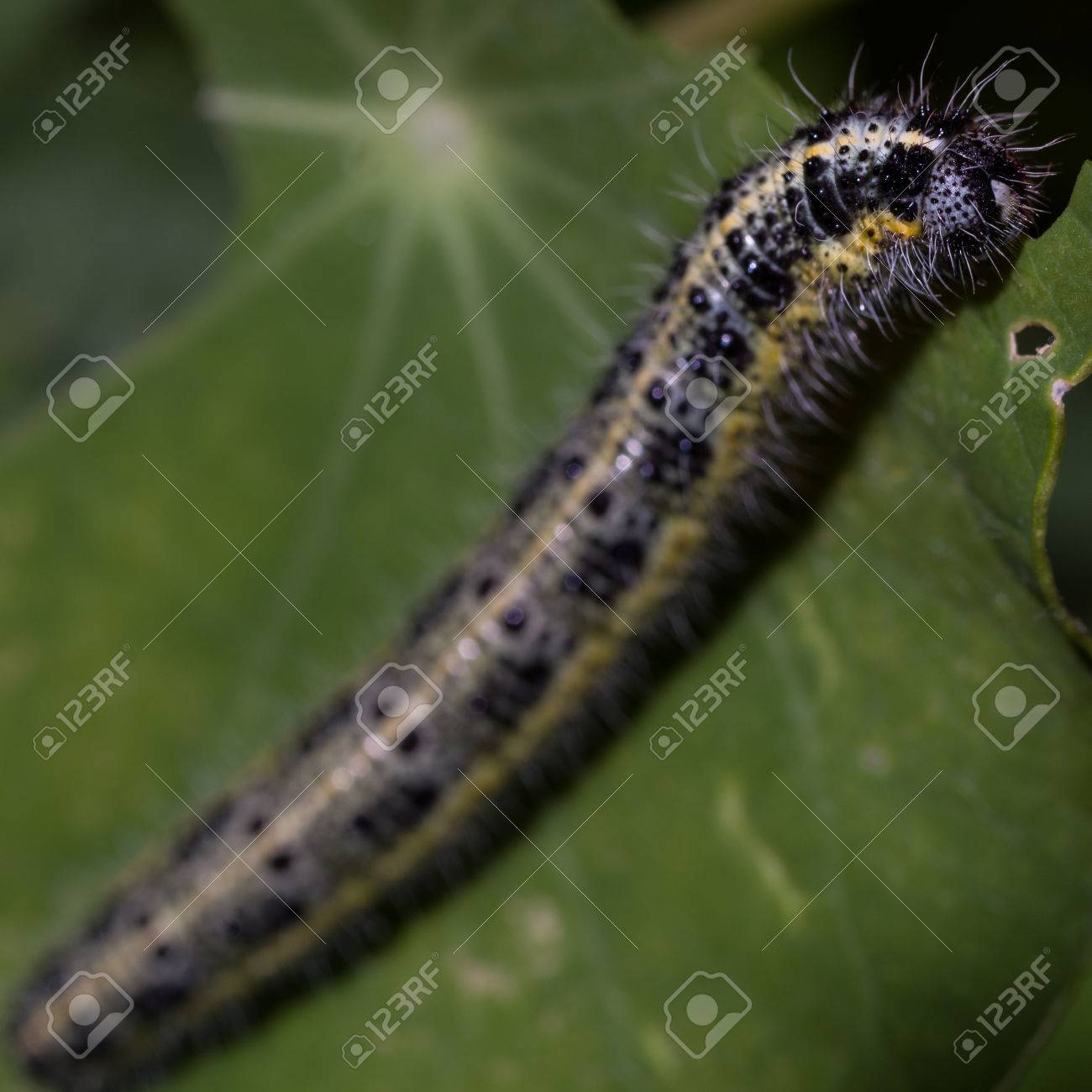 毛虫は 様々 な蝶と蛾の幼虫です キャベツ 他のアブラナ属 カブ スウェード 西洋わさび キンレンカなど他の植物を食べる毛虫のいくつかの種があります 大きなキャベツ白蝶パンサー の写真素材 画像素材 Image