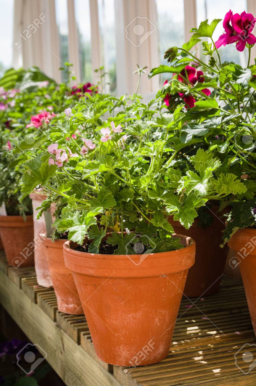 Pelargonium P L R O Ni M Est Un Genre De Plantes à Fleurs Qui Comprend Environ 200 Espèces De Plantes Vivaces Plantes Grasses Et