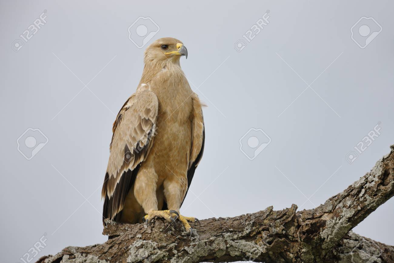 a tawny eagle perched in africa s serengeti national park stock