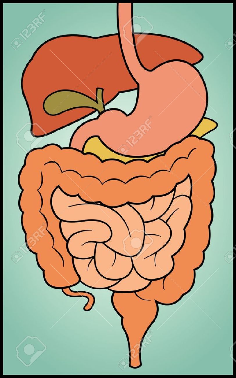 a colorful cartoon depiction of the human digestive system royalty
