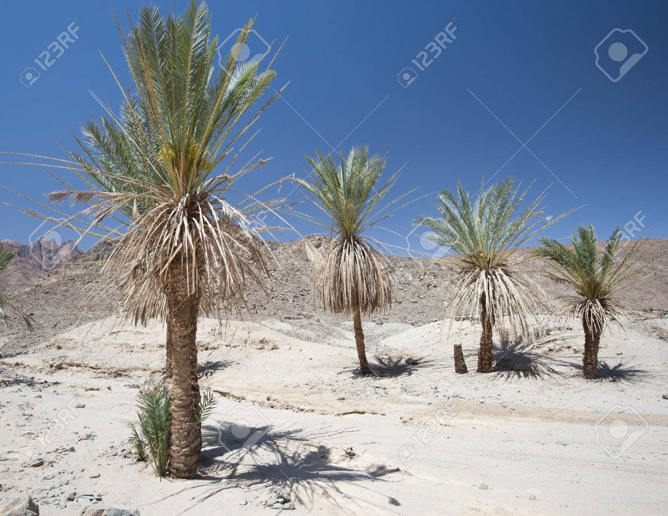Date Palm Trees Growing In An Isolated Small Oasis At Arid Dry