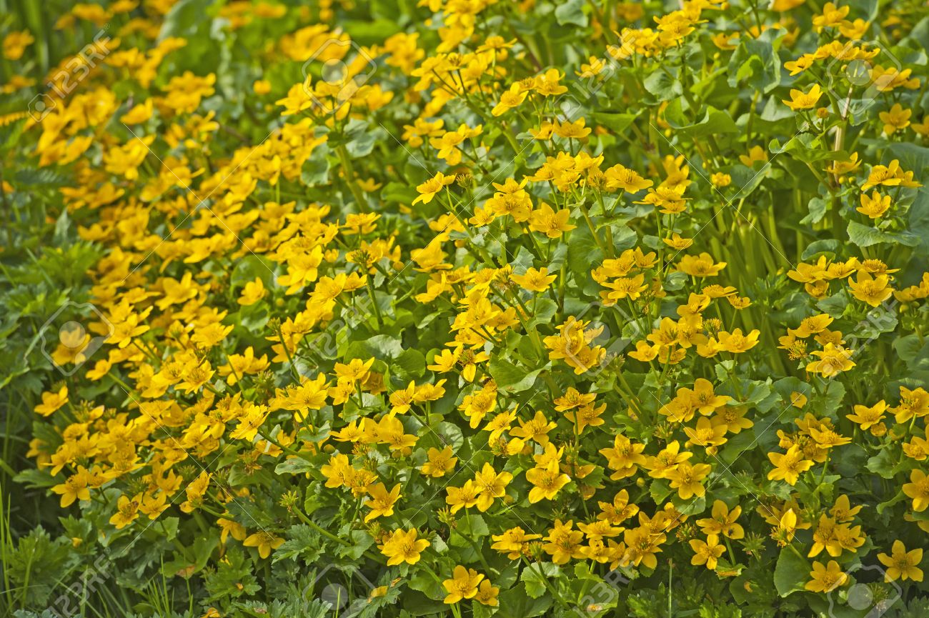 Gros Plan Détail De Fleurs Jaunes Sur Des Marais Usine De Kingcup Caltha Palustris