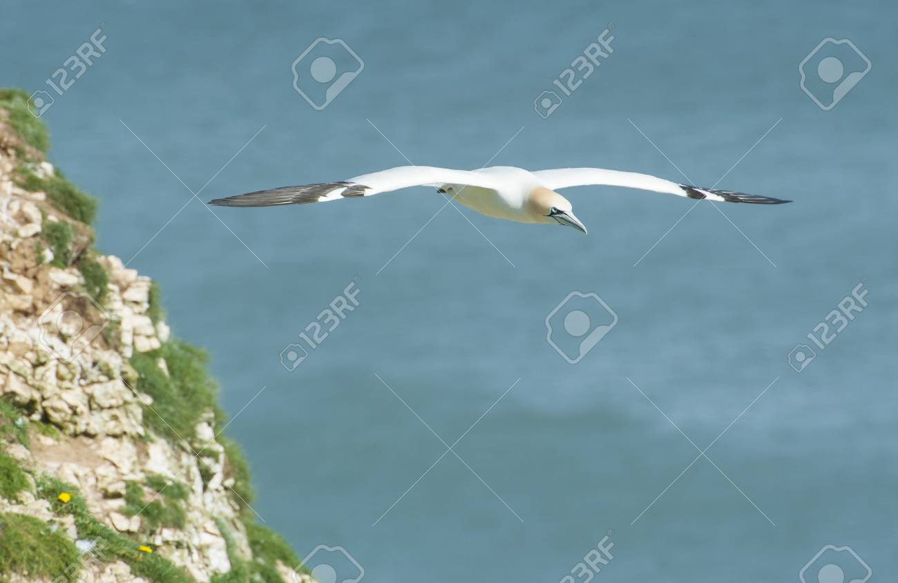 Fou De Bassan Morus Sauvage Bassan Doiseaux Marins En Vol Au Large De La Côte Anglaise