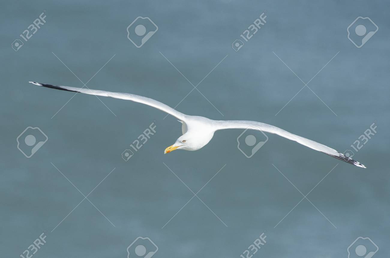 Fou De Bassan Morus Sauvage Bassan Doiseaux Marins En Vol Au Large De La Côte Anglaise