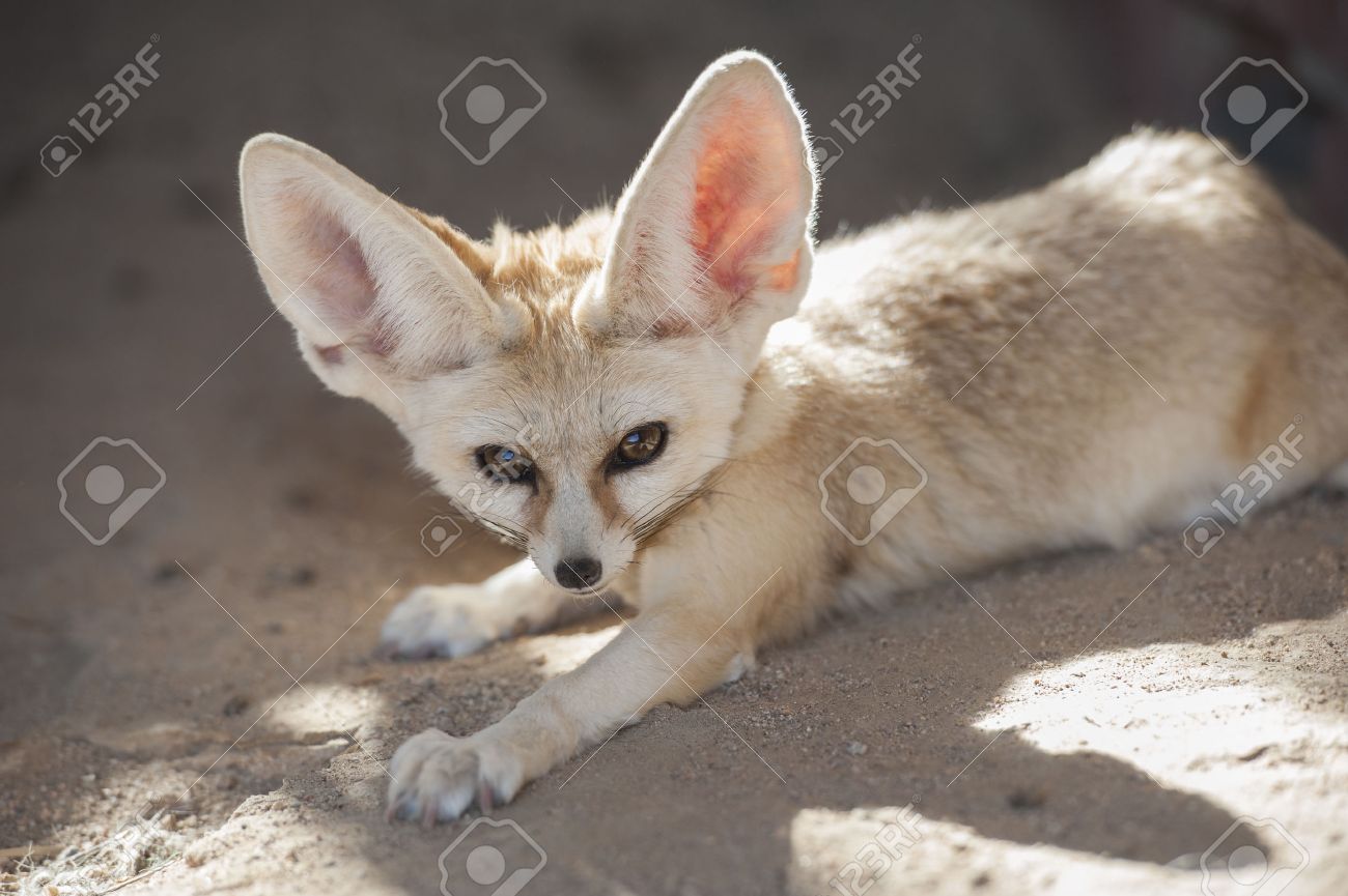 Closeup Of Desert Fennec Fox Vulpes Zerda In Captivity Lying Down Stock Photo Picture And Royalty Free Image Image