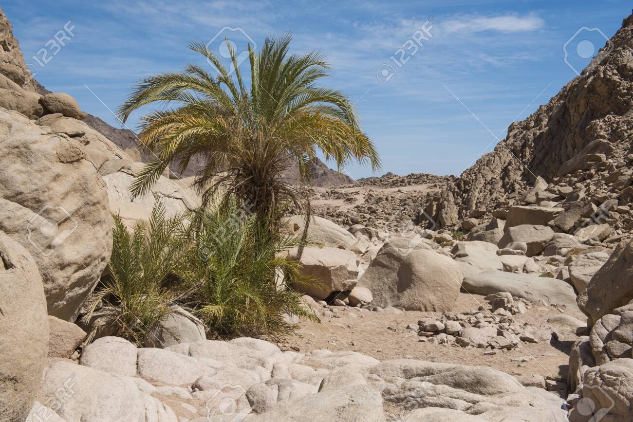 Date Palm Trees Growing In A Remote Isolated Small Oasis At Arid.. Stock Photo, Picture And Royalty Free Image. Image 119119154.