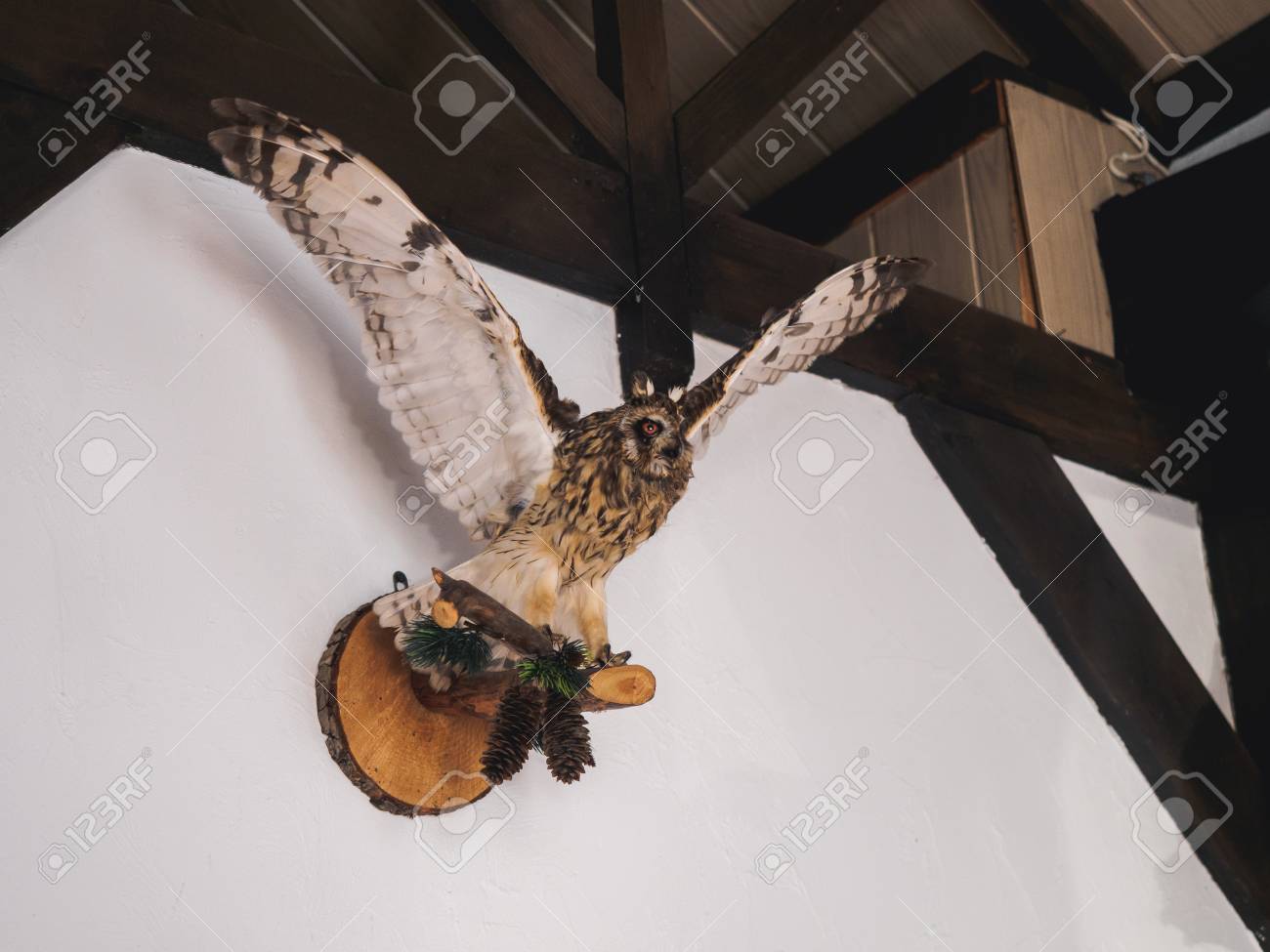 Ausgestopfte Eule An Der Wand Im Jagerhaus Lizenzfreie Fotos Bilder Und Stock Fotografie Image 94672708