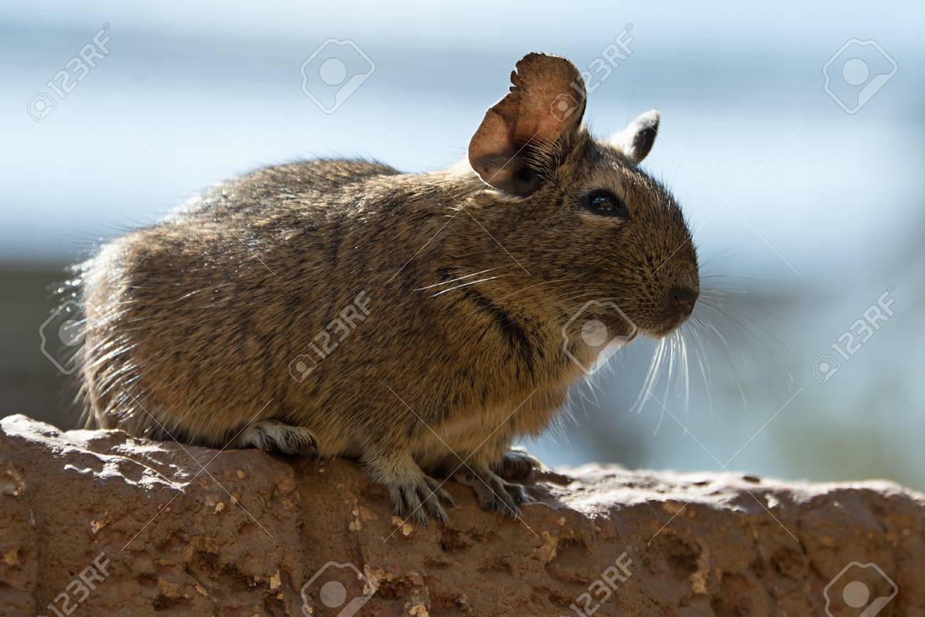 Degus 2025