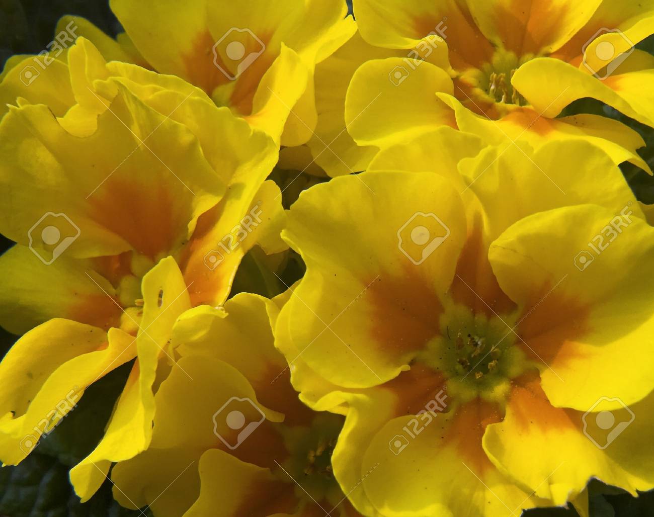 etiam-dictum-ipsum-a-felis