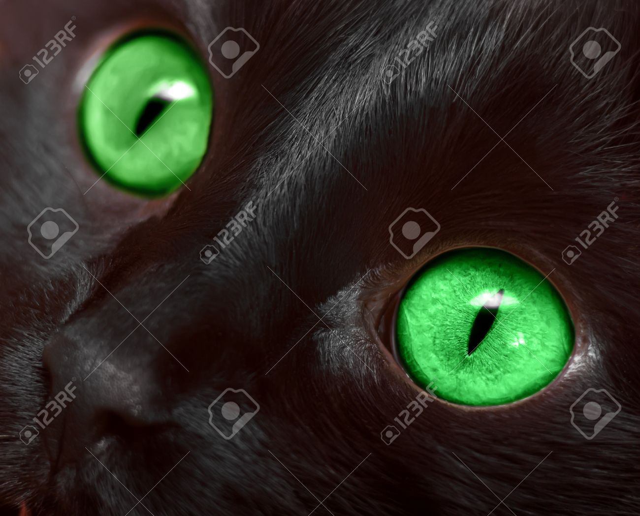 Muzzle Closeup Of Black Cat With Green Eyes Stock Photo Picture