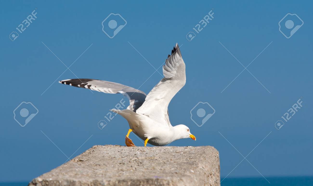 etiam-dictum-ipsum-a-felis