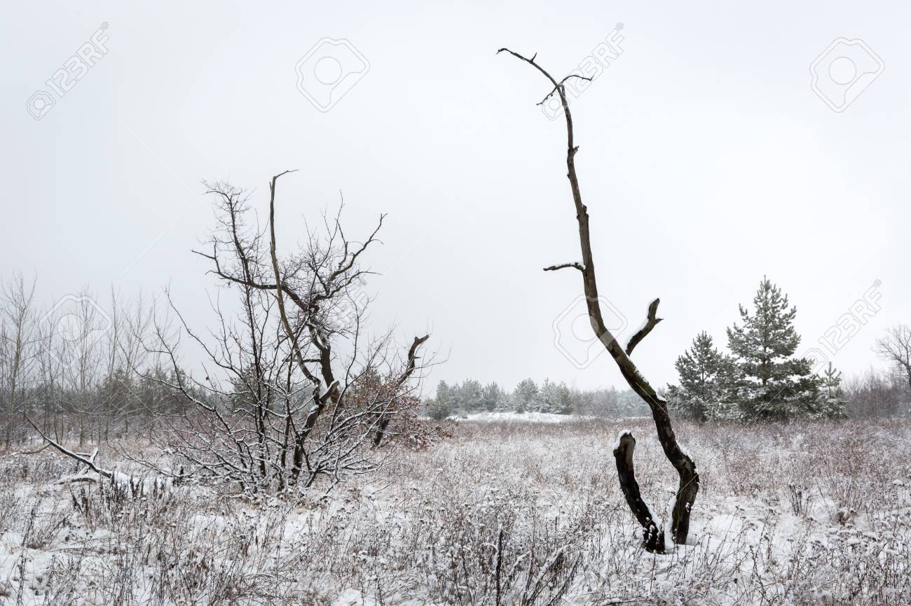 68897748-old-dead-tree-on-winter-meadow-in-forest.jpg