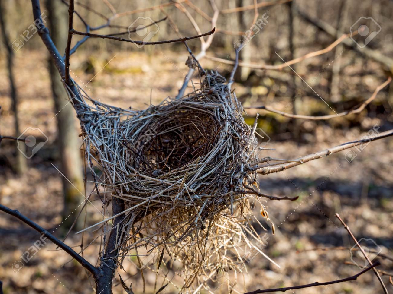 Vieux Nid Doiseau Sur Larbre Dans La Forêt De Printemps