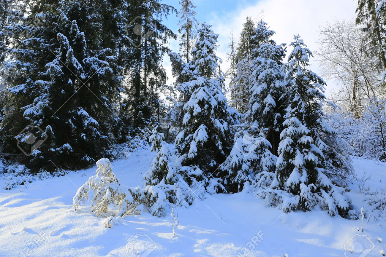 Winter landscape in Carpathan mounatin forest in Ukraine - 165451822 Winter landscape in Carpathan mounatin forest in Ukraine - 165451822