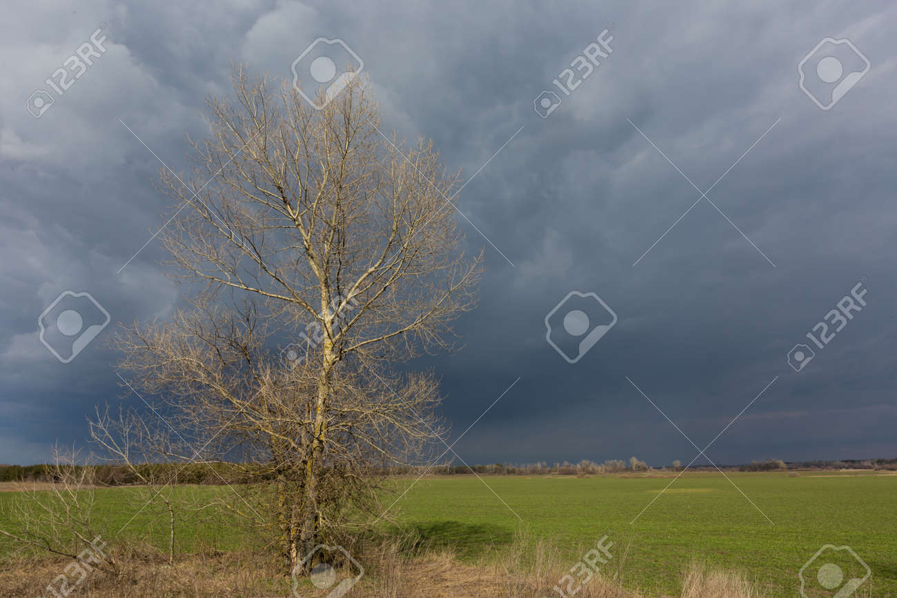 Alone leafless tree on green farmig field under heavy stormy clouds in sky - 167479692 Alone leafless tree on green farmig field under heavy stormy clouds in sky - 167479692