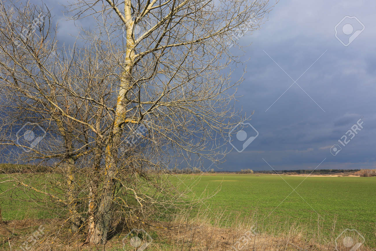 leafless tree on green meadow before thunderstorm in spring time - 167478826 leafless tree on green meadow before thunderstorm in spring time - 167478826