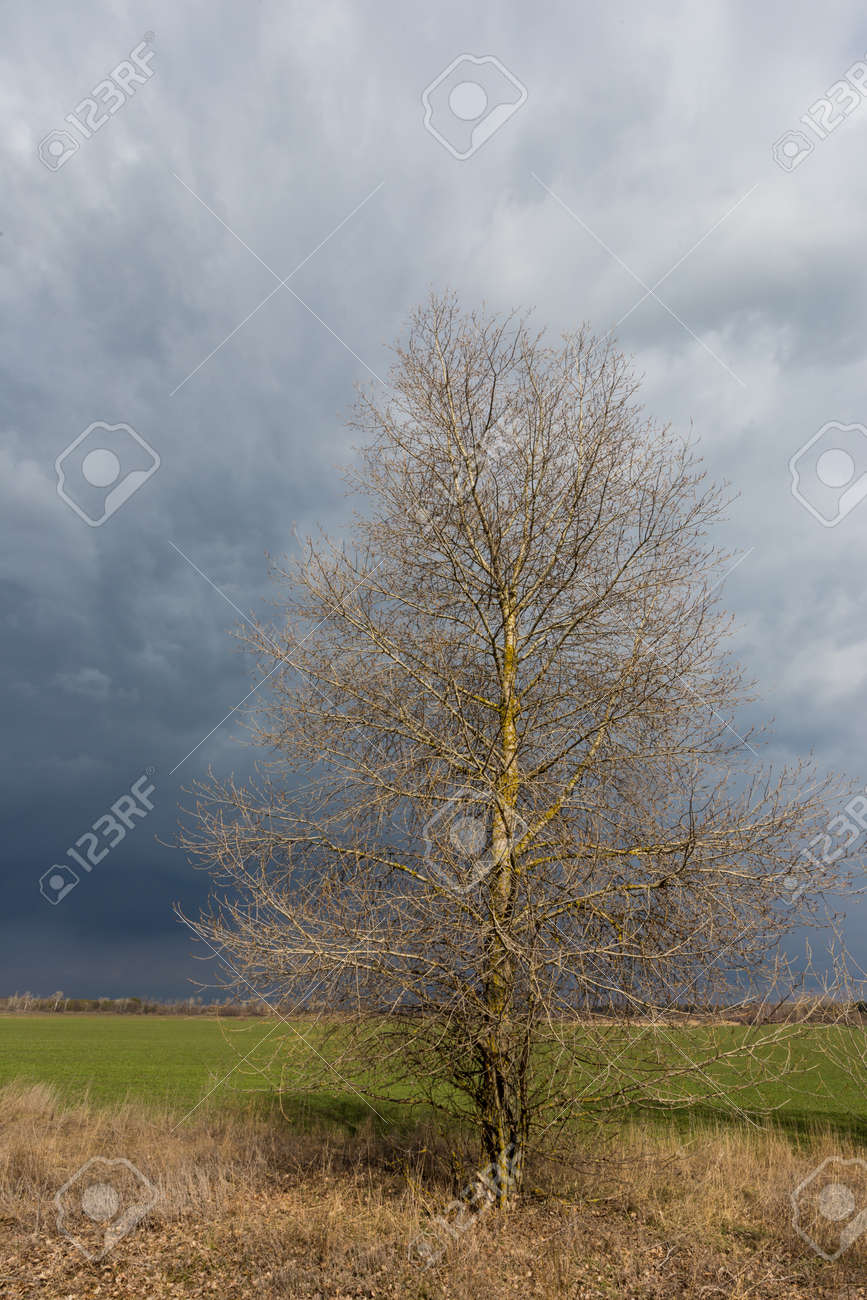 leafless tree on spring meadow before thunderstorm in steppe - 167478978 leafless tree on spring meadow before thunderstorm in steppe - 167478978
