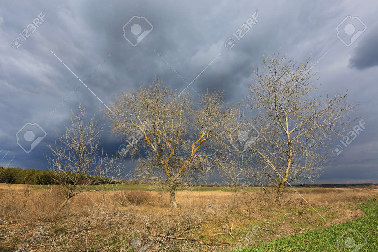 leafless trees in spring time near farming field under thunderstorm clouds in sky - 168208813 leafless trees in spring time near farming field under thunderstorm clouds in sky - 168208813