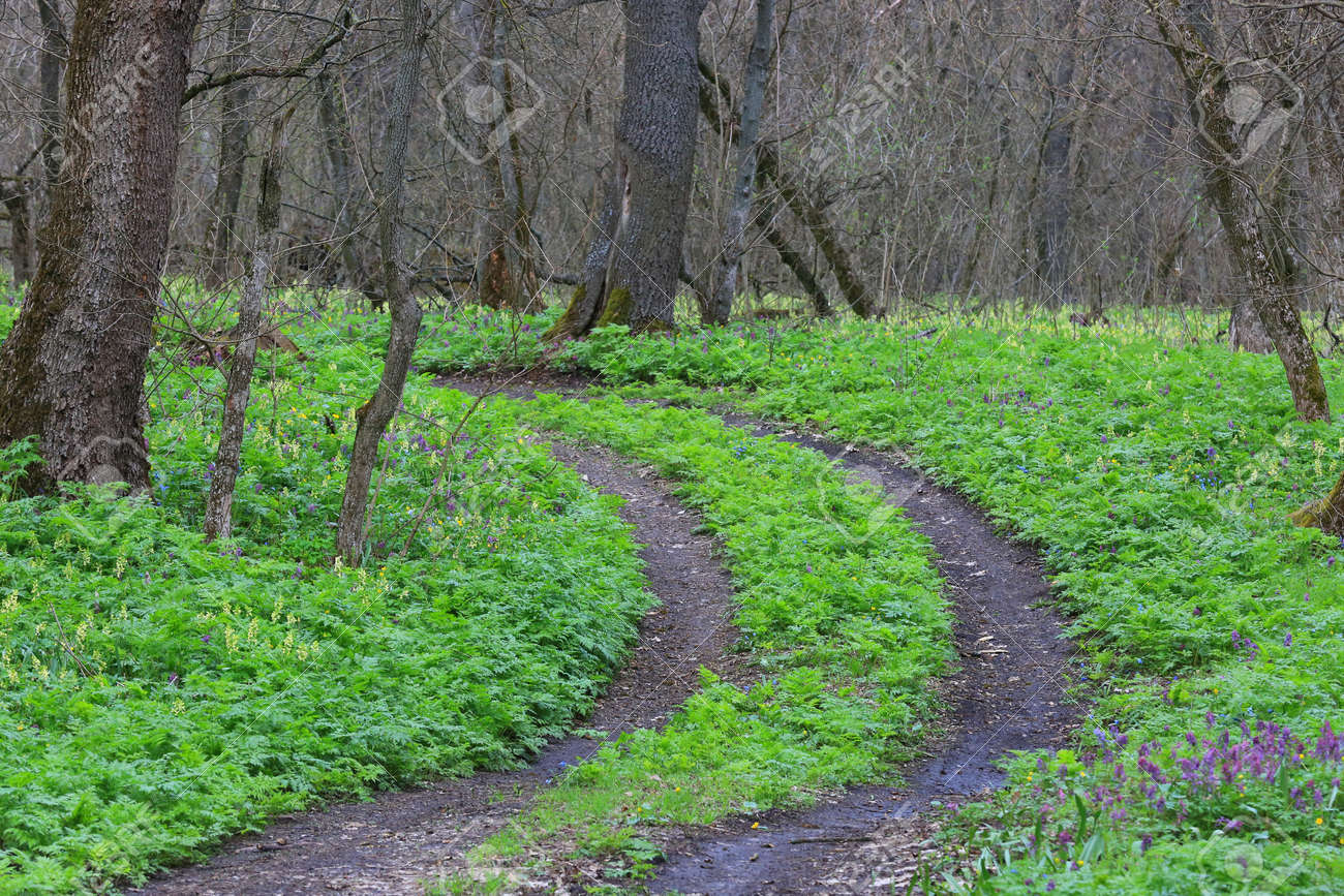 Dirt road turn among green grass in spring forest - 168208852 Dirt road turn among green grass in spring forest - 168208852