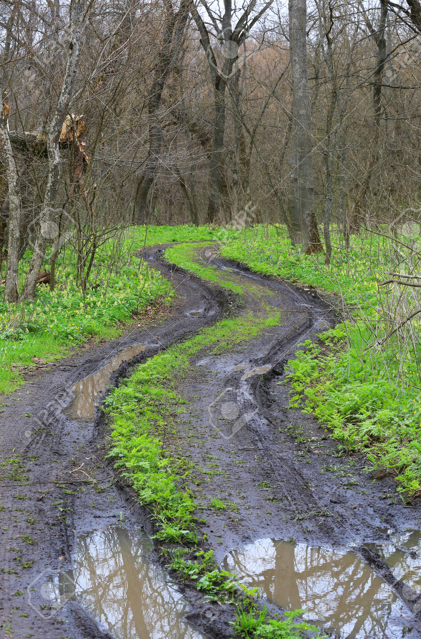 Landscape with rut road in spring forest after rain - 168208854 Landscape with rut road in spring forest after rain - 168208854