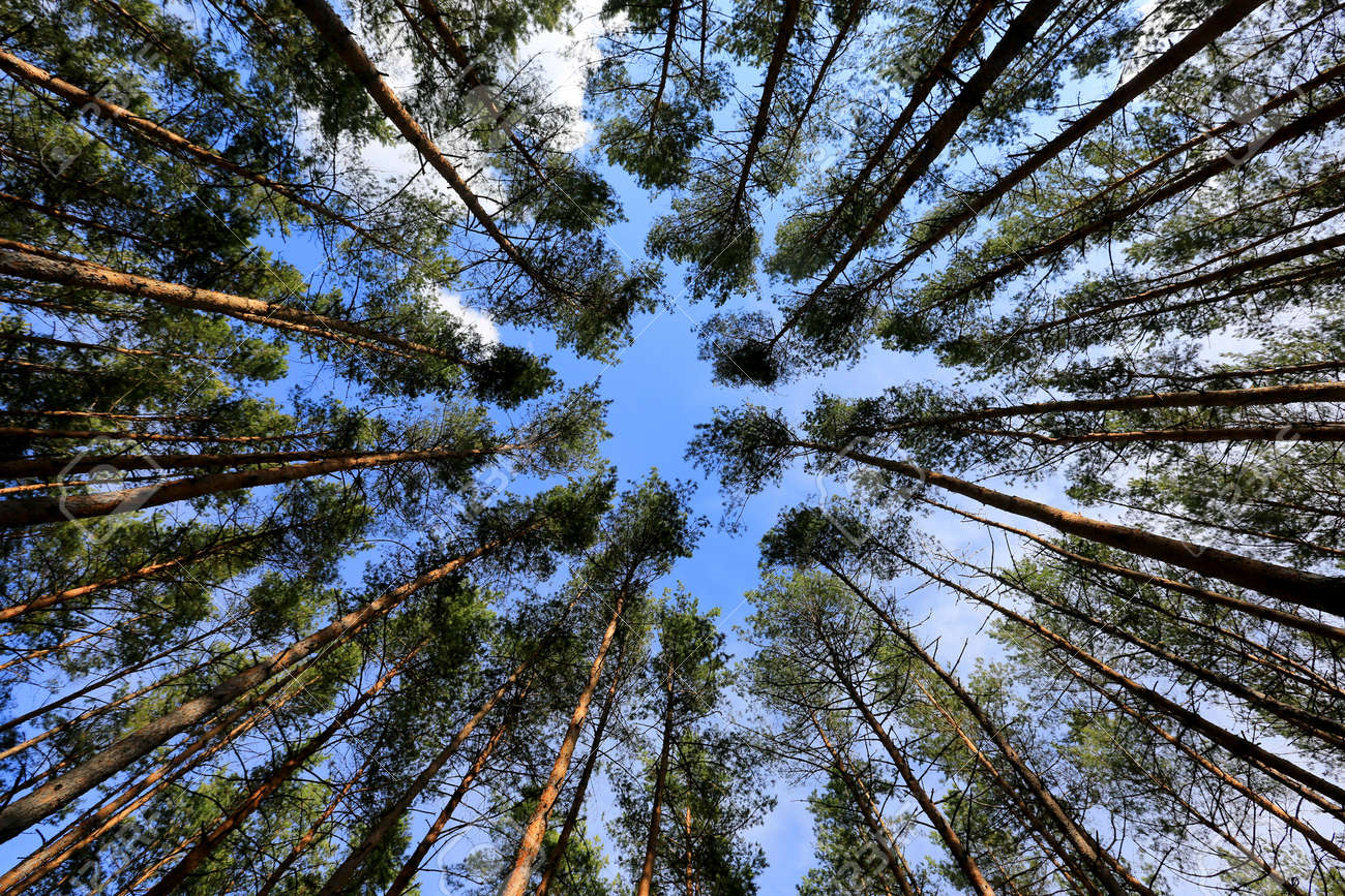 view up on spring sky though pine trees in forest - 168208870 view up on spring sky though pine trees in forest - 168208870