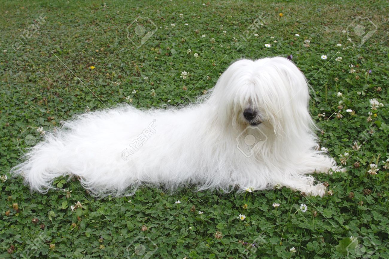 Rare Race De Chien Coton De Tuléar