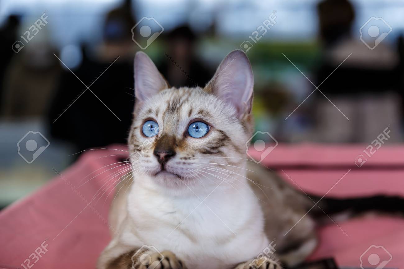 Schone Und Susse Katzen Tierausstellung Lizenzfreie Fotos Bilder Und Stock Fotografie Image