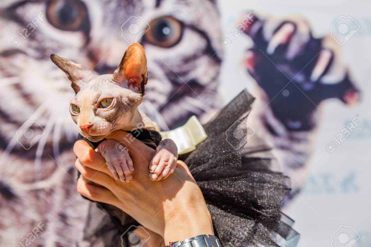 Chat Sphinx Habille En Proxenete Portant Banque D Images Et Photos Libres De Droits Image