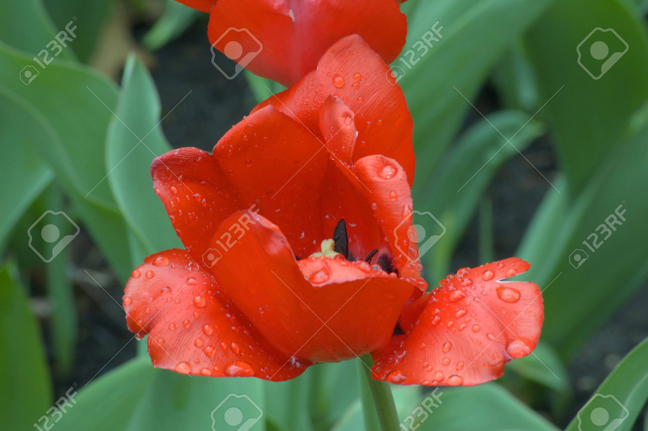 ピンクのチューリップの花壇でのクローズ アップ ゴードン クーパー の写真素材 画像素材 Image ピンクのチューリップの花壇でのクローズ アップ ゴードン クーパー の写真素材 画像素材 Image