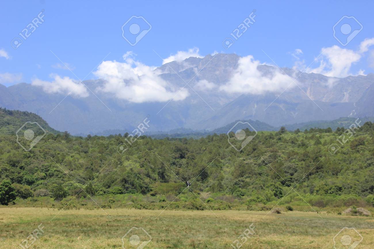 アフリカの野生動物 タンザニアのンゴロンゴロ自然保護区 の写真素材 画像素材 Image