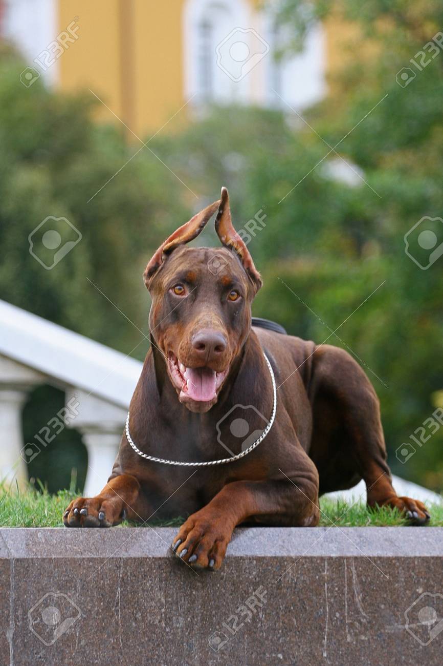Le Doberman Pinscher Dobermann Alternativement Orthographié Dans De Nombreux Pays Ou Un Doberman Est Une Race De Chien Domestique Dobermann