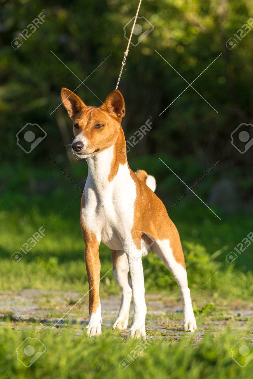 Petit Chien De Chasse Race Basenji Hâte