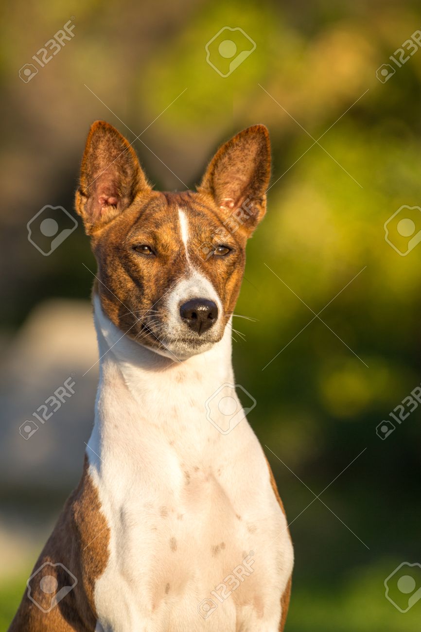 Petit Chien De Chasse Race Basenji Hâte