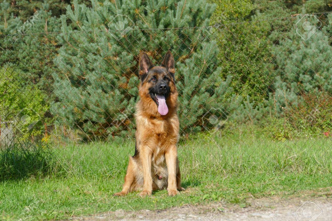 german shepherd fence