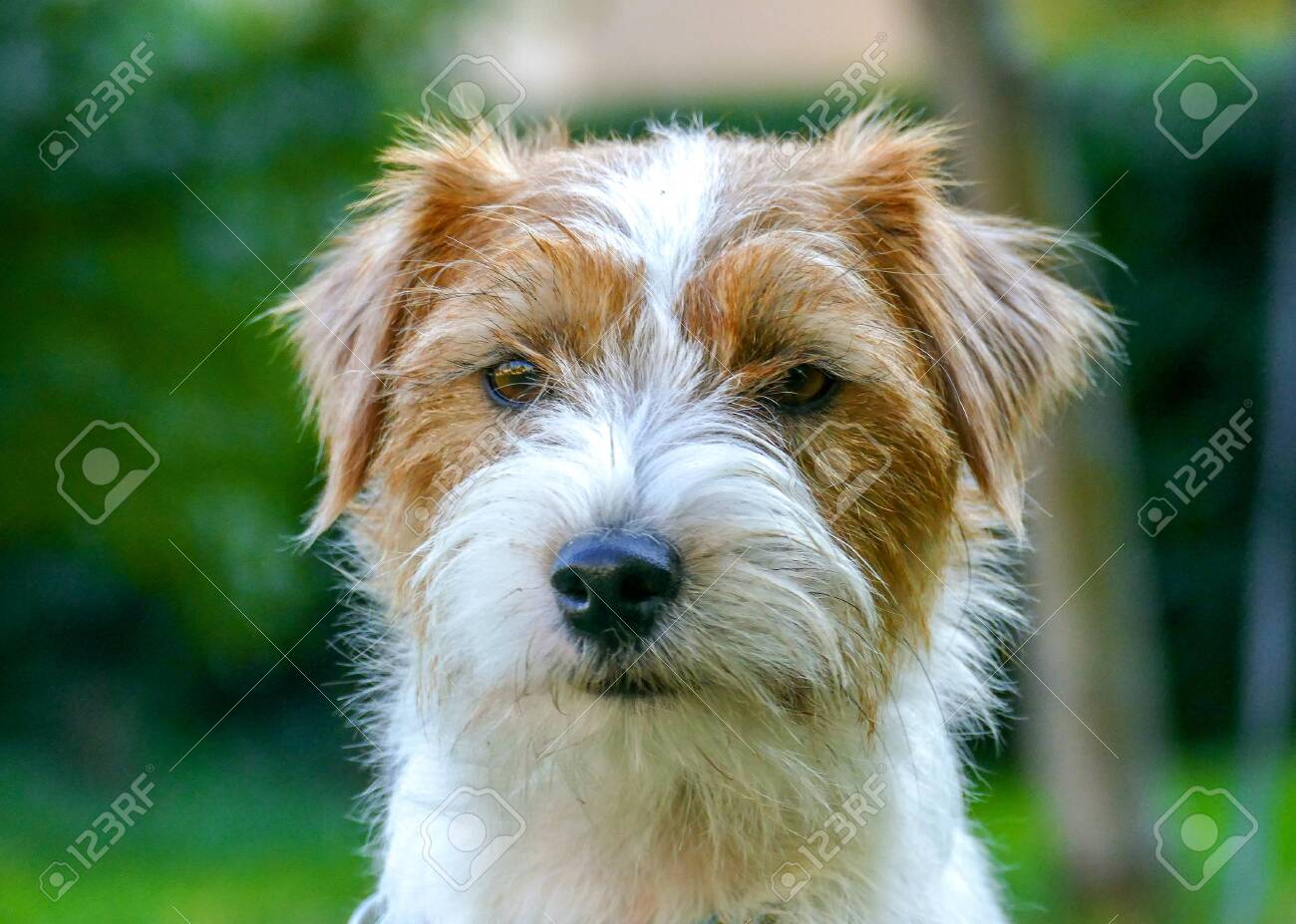 Cute Face Of Jack Russell Terrier Puppy Outdoors Close Up
