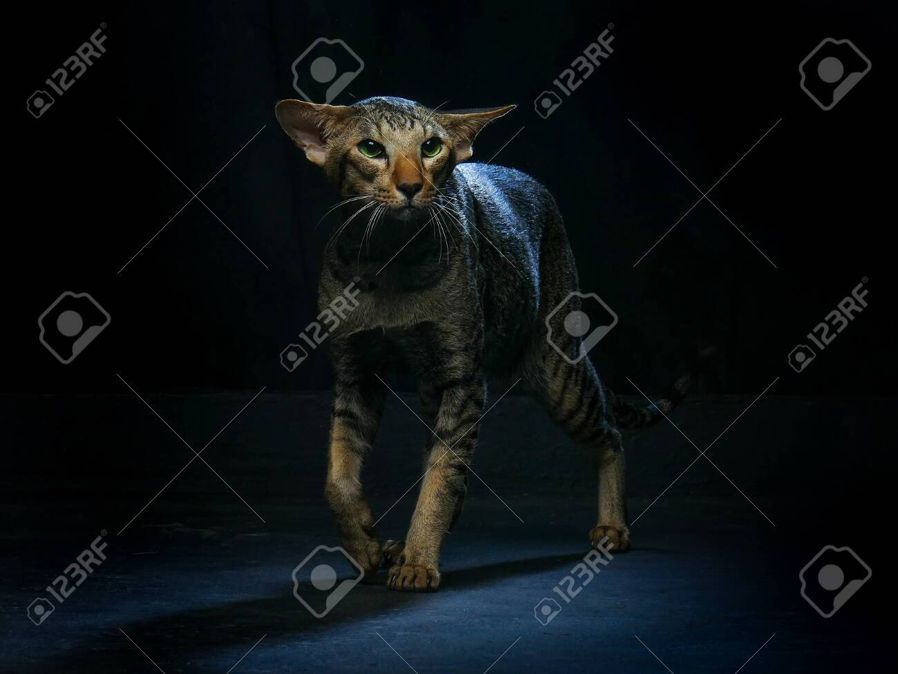 etiam-dictum-ipsum-a-felis