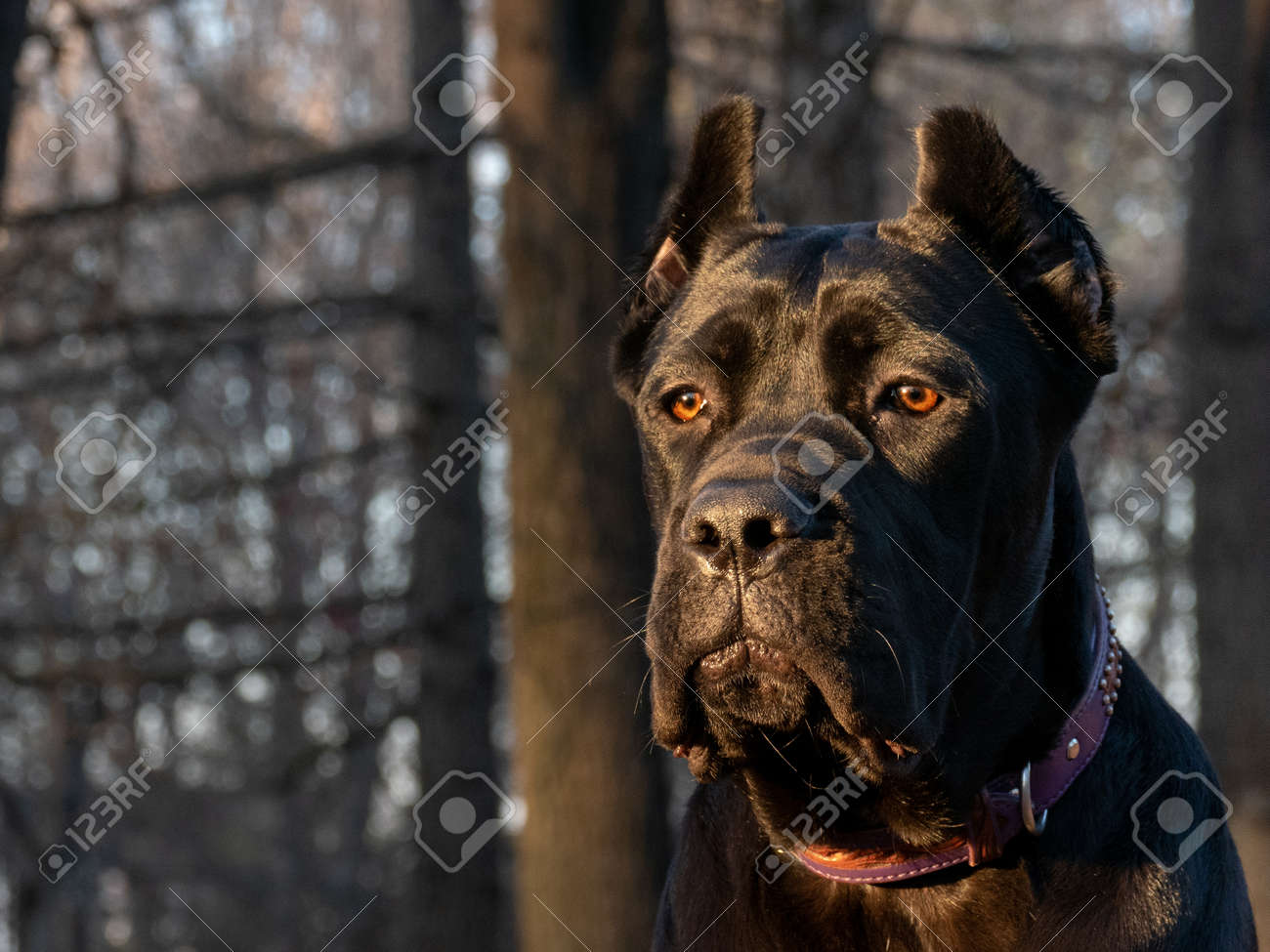 etiam-dictum-ipsum-a-felis