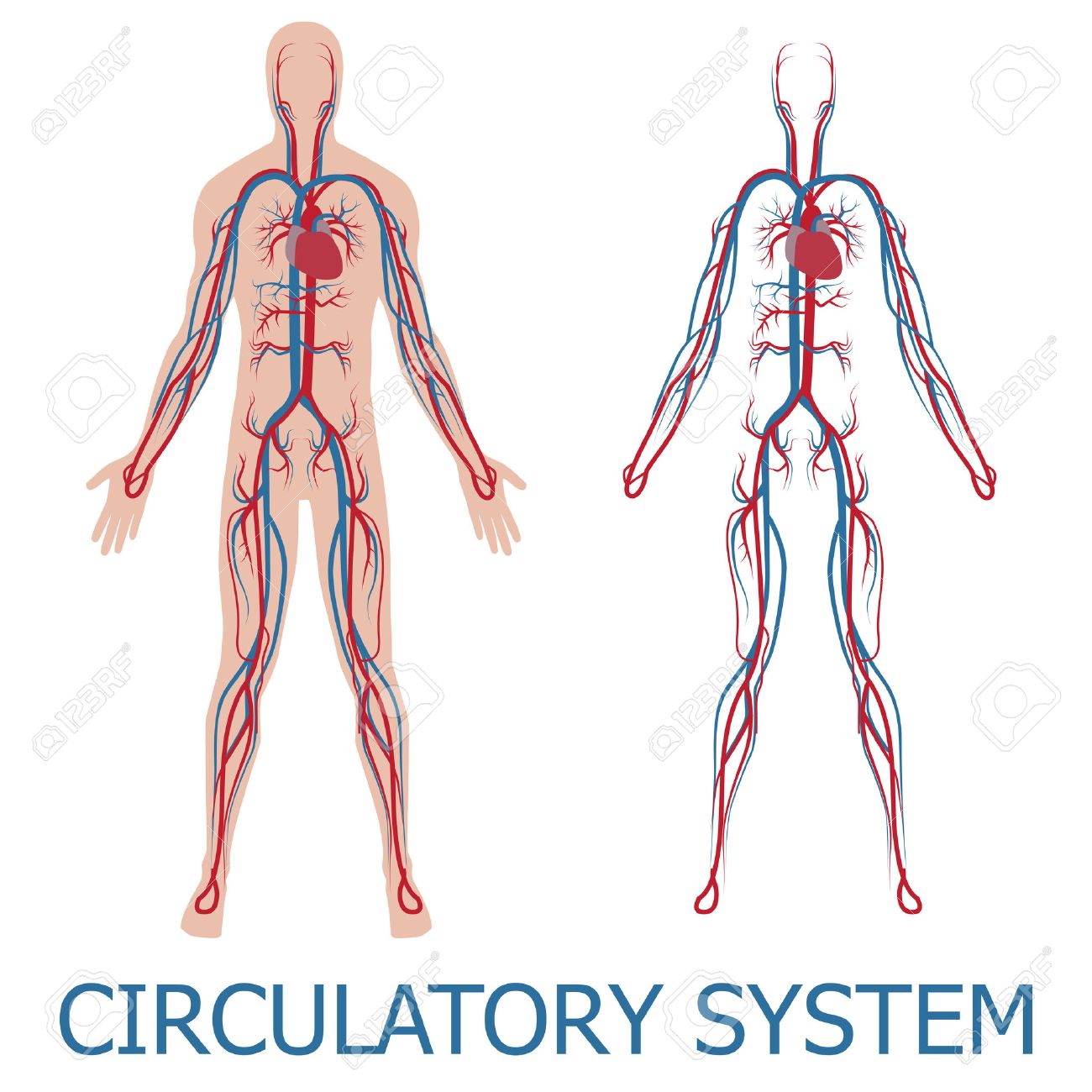 sistema circulatorio humano ilustración de la circulación sanguínea