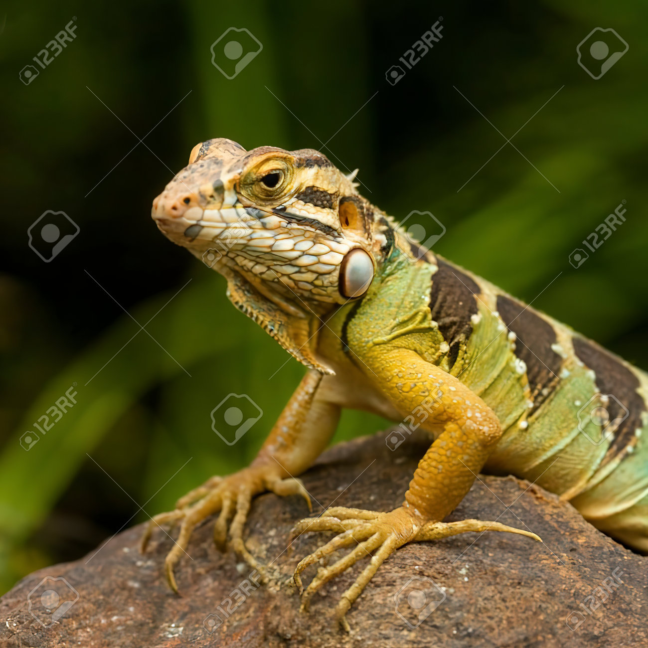 etiam-dictum-ipsum-a-felis