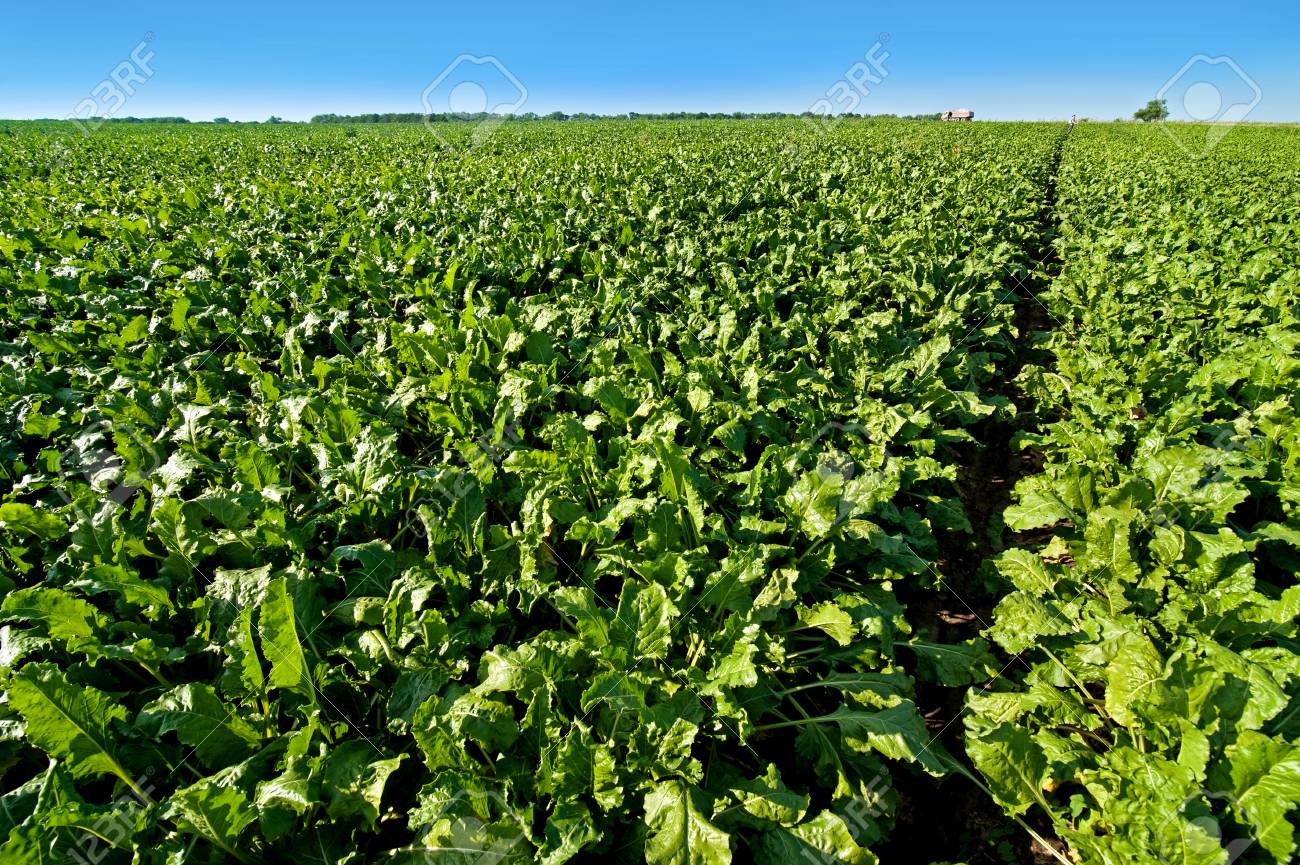 Feuilles Vert Clair Dans Champ De Betterave Sucriere Avec Ciel