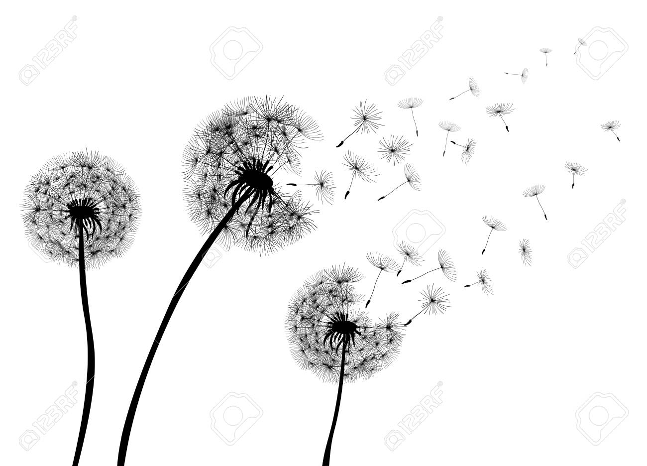 abstract dandelions dandelion with