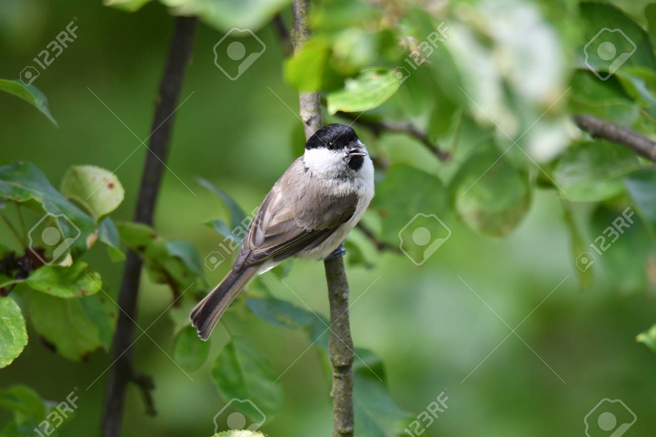 etiam-dictum-ipsum-a-felis